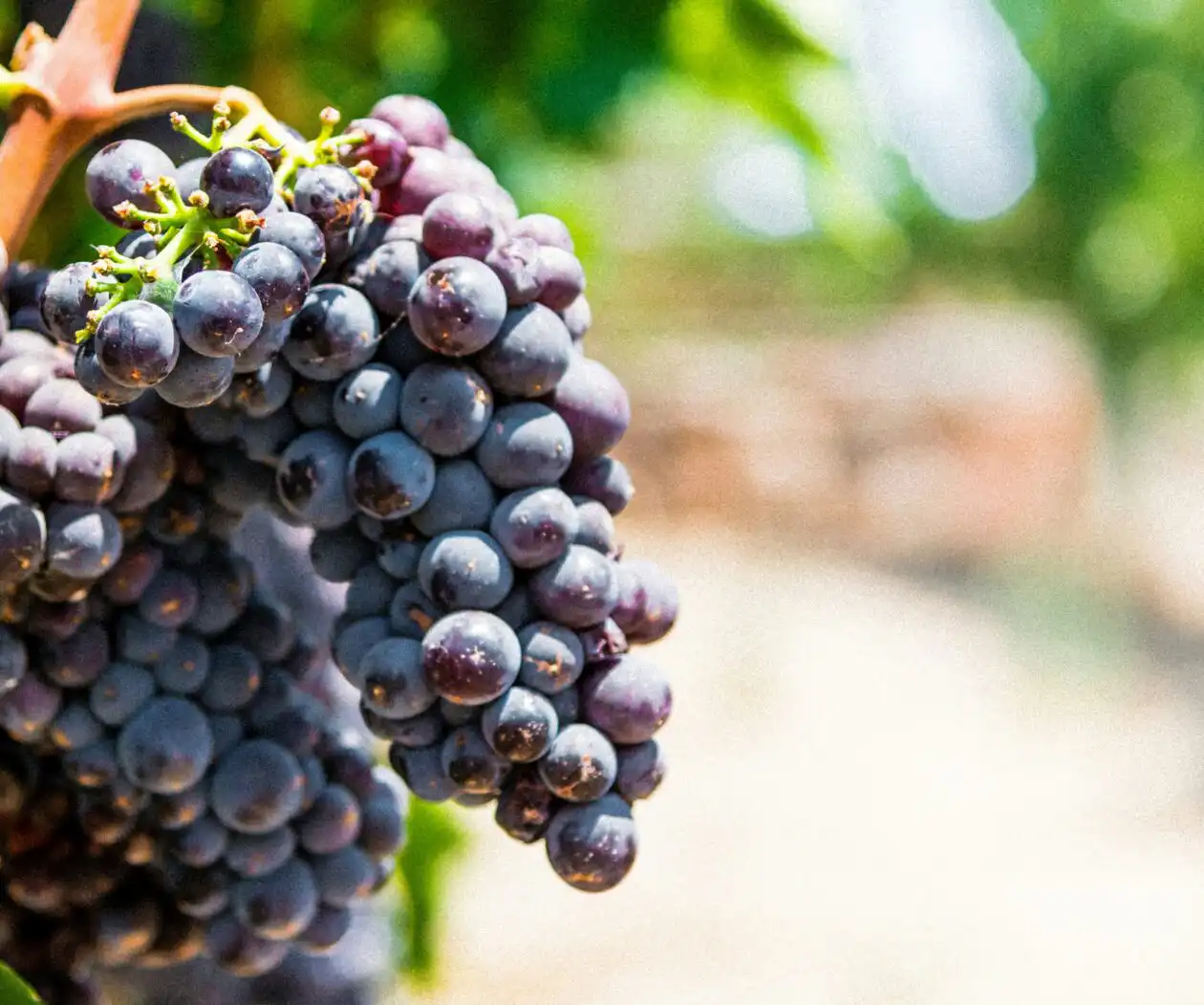 Chico wine tour transportation to Northern California wineries